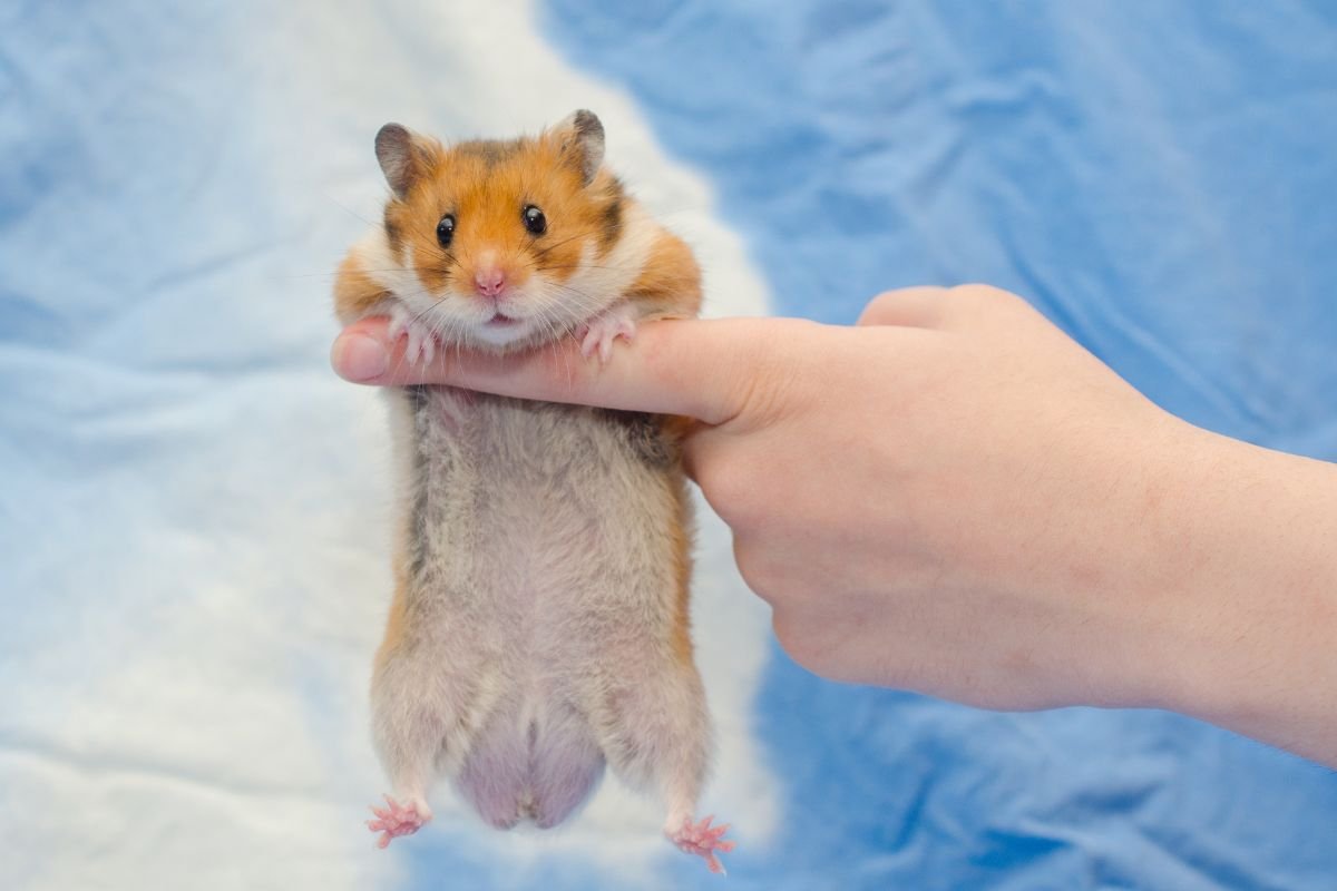 Como saber se o seu hamster está doente? Sintomas a serem observados
