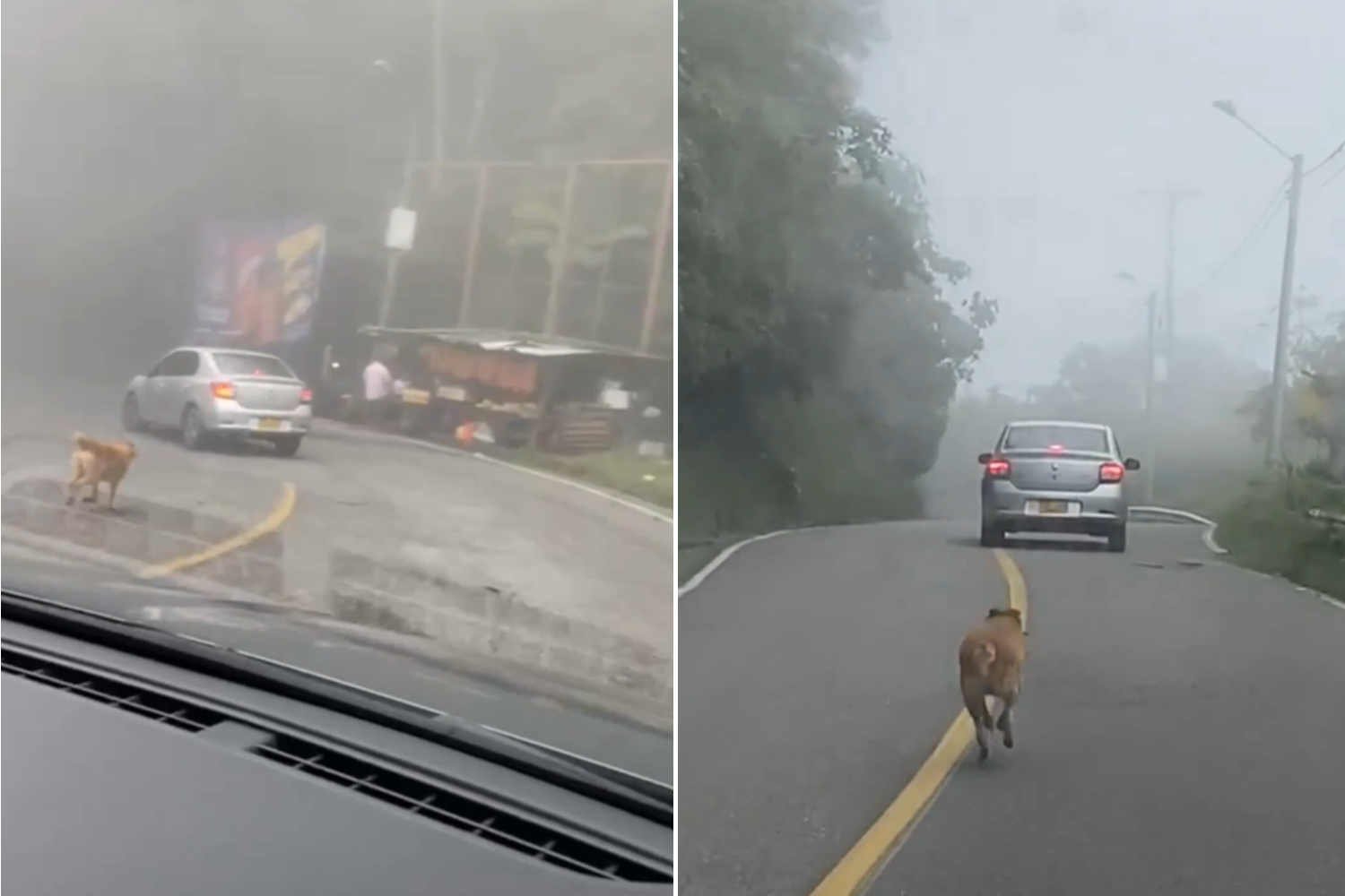 A verdade por trás do vídeo viral do cachorro perseguindo um carro na Colômbia: ele estava realmente abandonado?