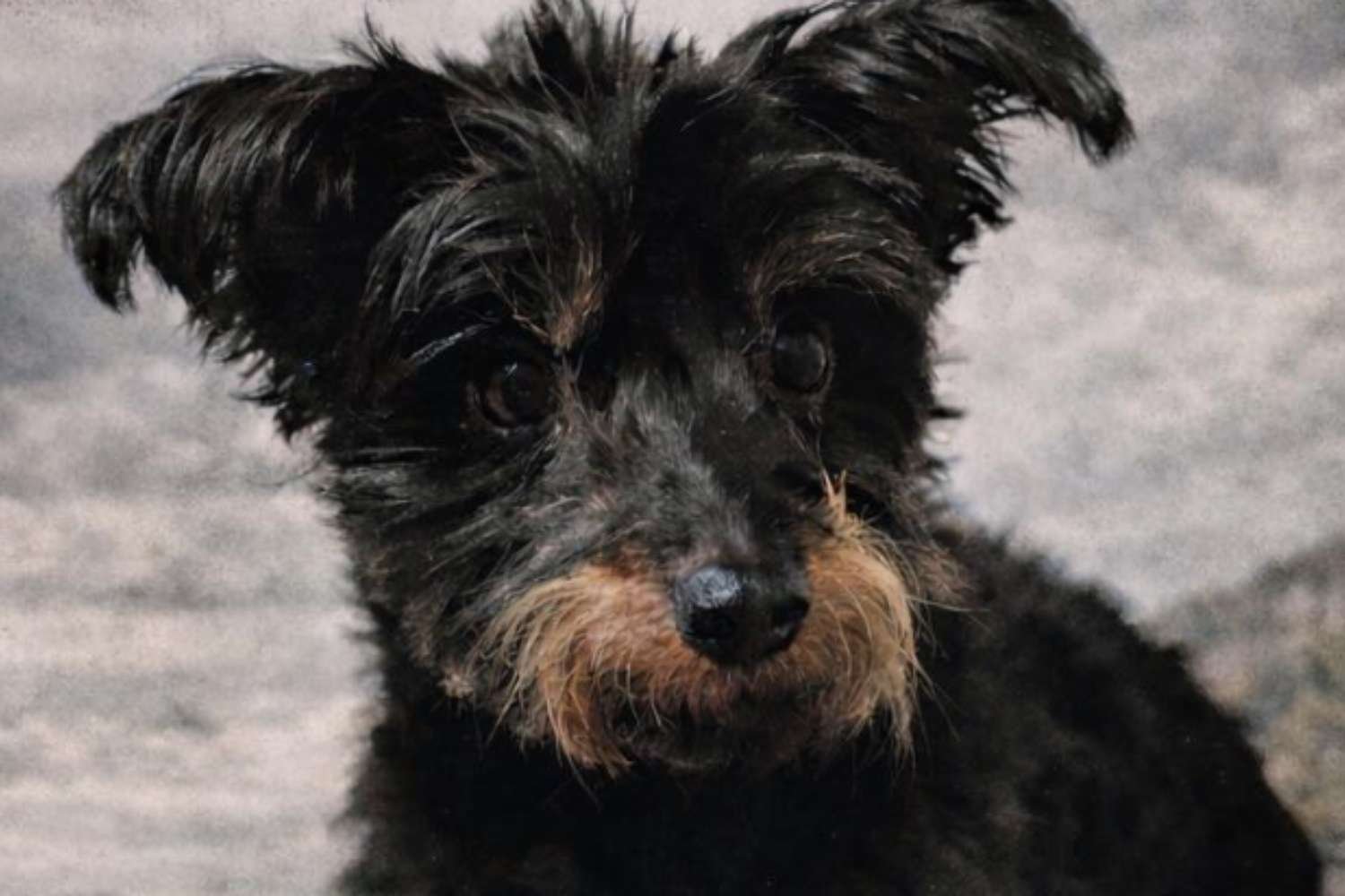 Ele joga um cachorrinho de um prédio no espaço: foi assim que Pepe morreu após um vôo de 4 metros