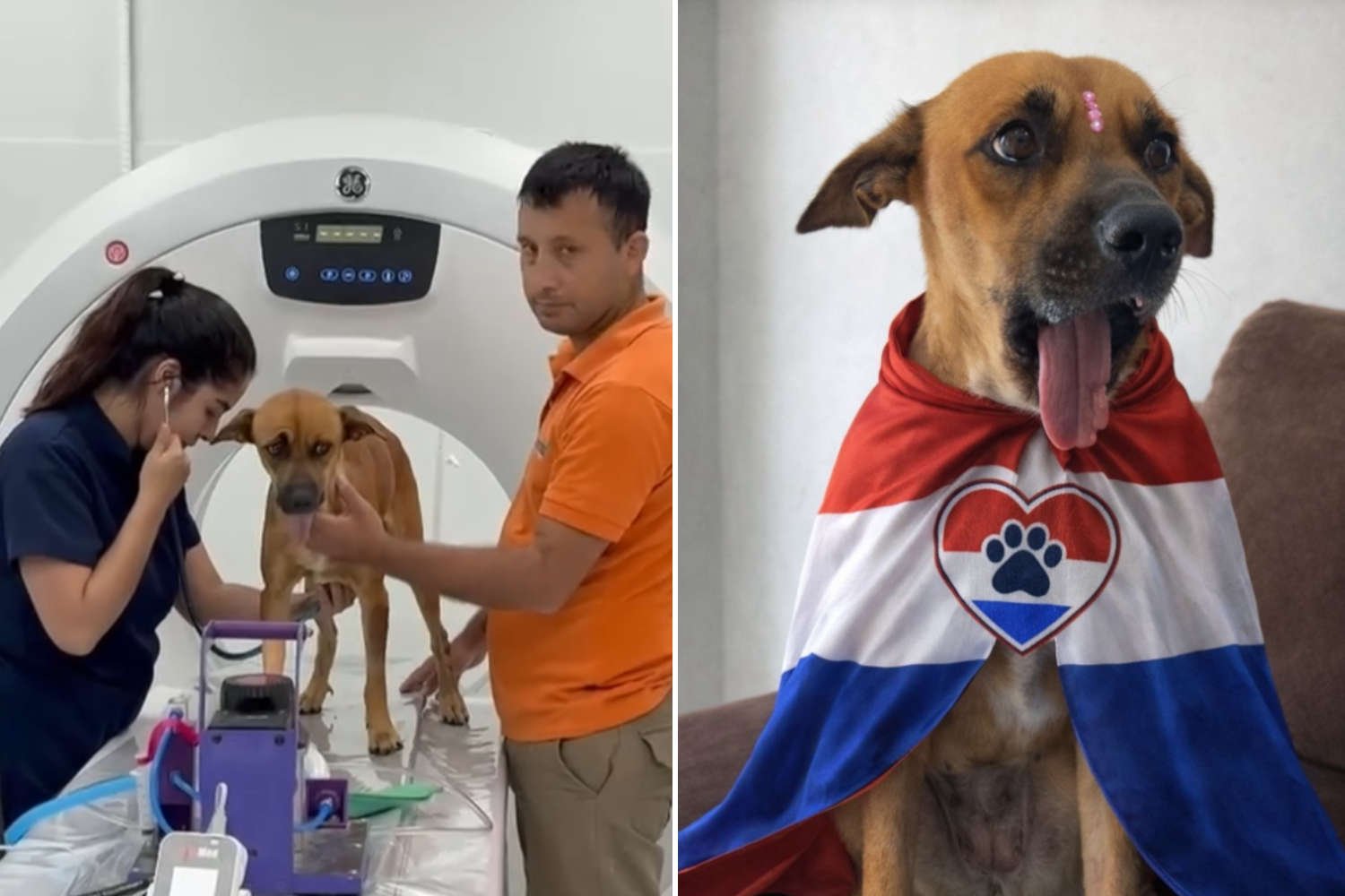 Ela perde a mandíbula devido à explosão de uma bombinha: esta cadela receberá uma prótese nunca feita antes no Paraguai