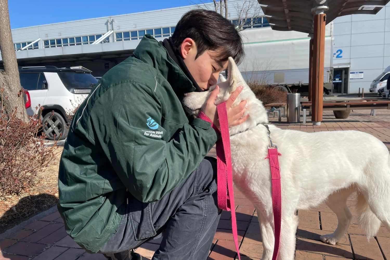 Nova vida para 16 cães resgatados de uma fazenda de carne na Coreia: eles serão adotados no Canadá