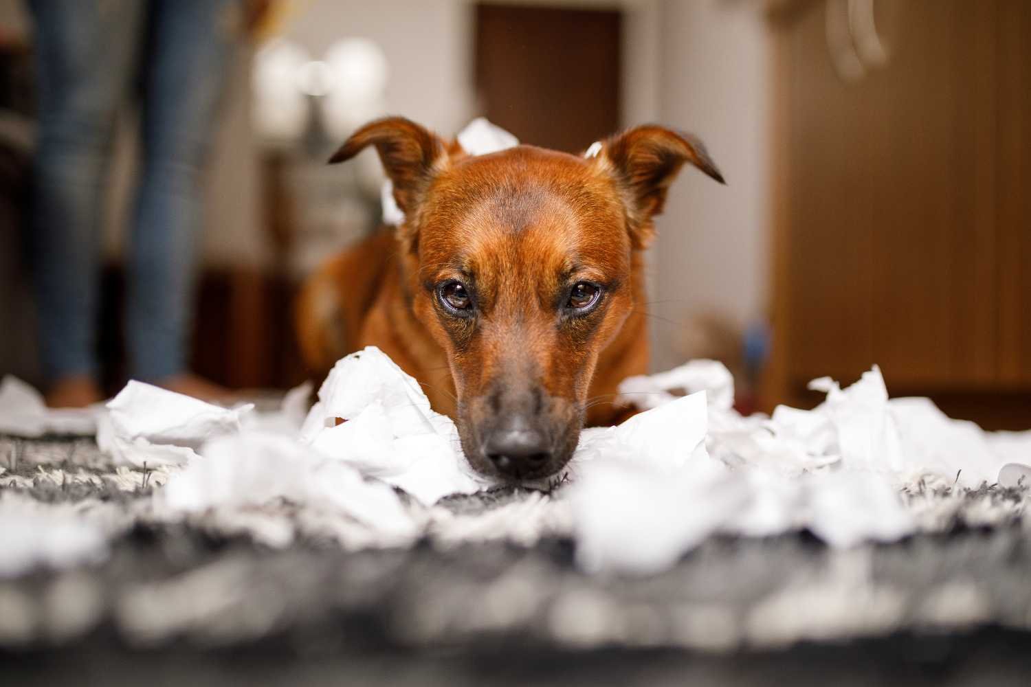 O que o cachorro (não) ingeriu: as respostas dos donos vão te deixar sem palavras
