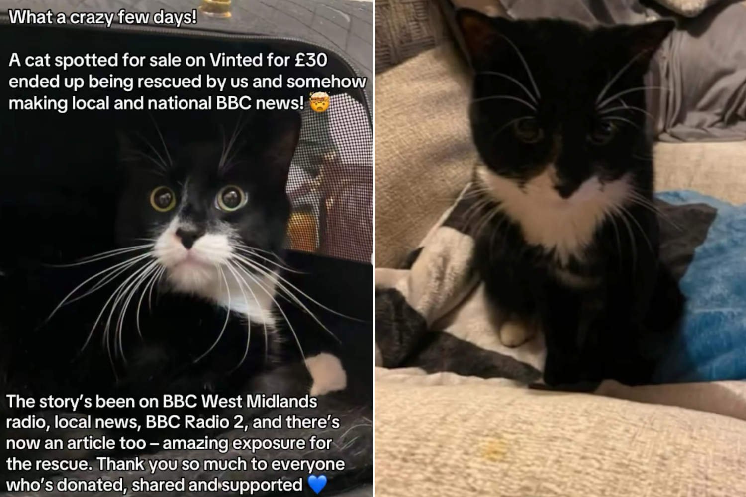 Gato vendido no Vinted por 35 euros como um vestido usado: a história arrepiante de Albert (com final feliz)
