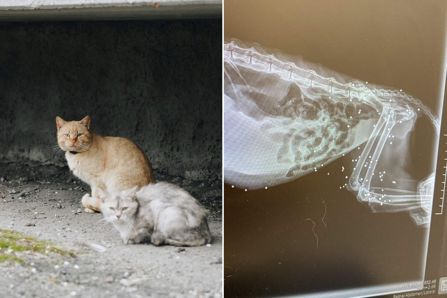 Gatinho idoso e doente crivado de 77 bolinhas em Anzio: “isso é o que o ser humano pode fazer”