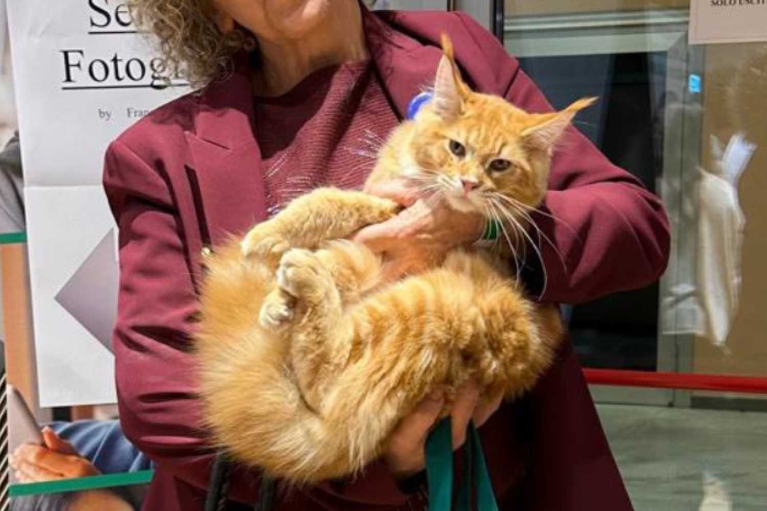 Este gatinho Maine Coon laranja foi eleito o gato mais lindo do mundo (e mora na Itália)