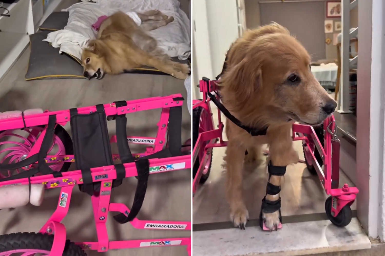 Cachorra paraplégica (devido a um acidente) recebe um carrinho rosa para se locomover: sua reação aquece o coração