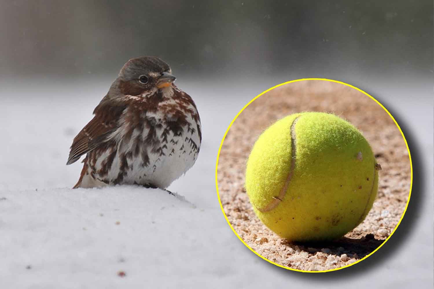 Você conhece o truque da bola de tênis no jardim para salvar os pássaros no inverno?