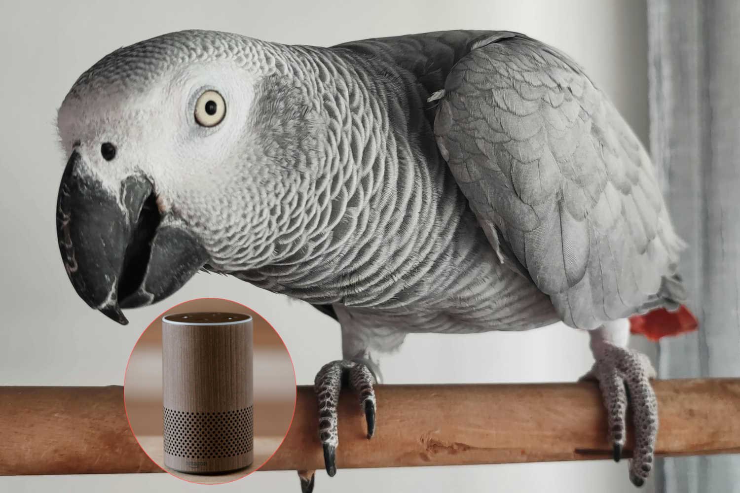 Este papagaio foi pego pedindo lanches e comida na Amazon via Alexa