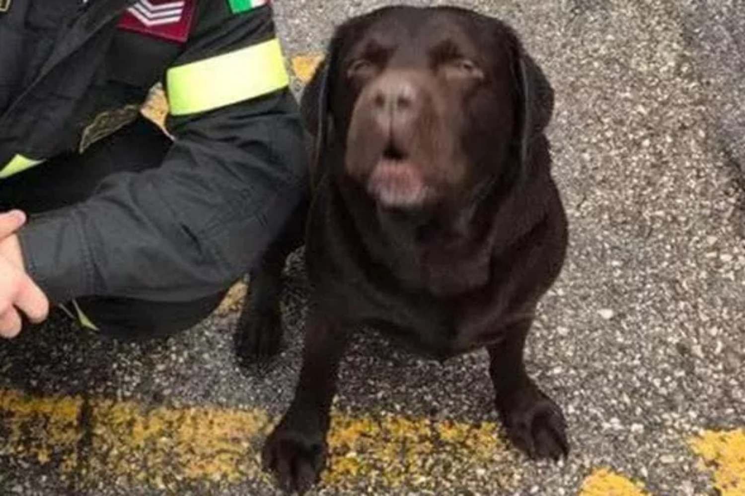 Adeus a Rocky, o cão herói do Corpo de Bombeiros que salvou vidas humanas nos escombros de Amatrice e Rigopiano