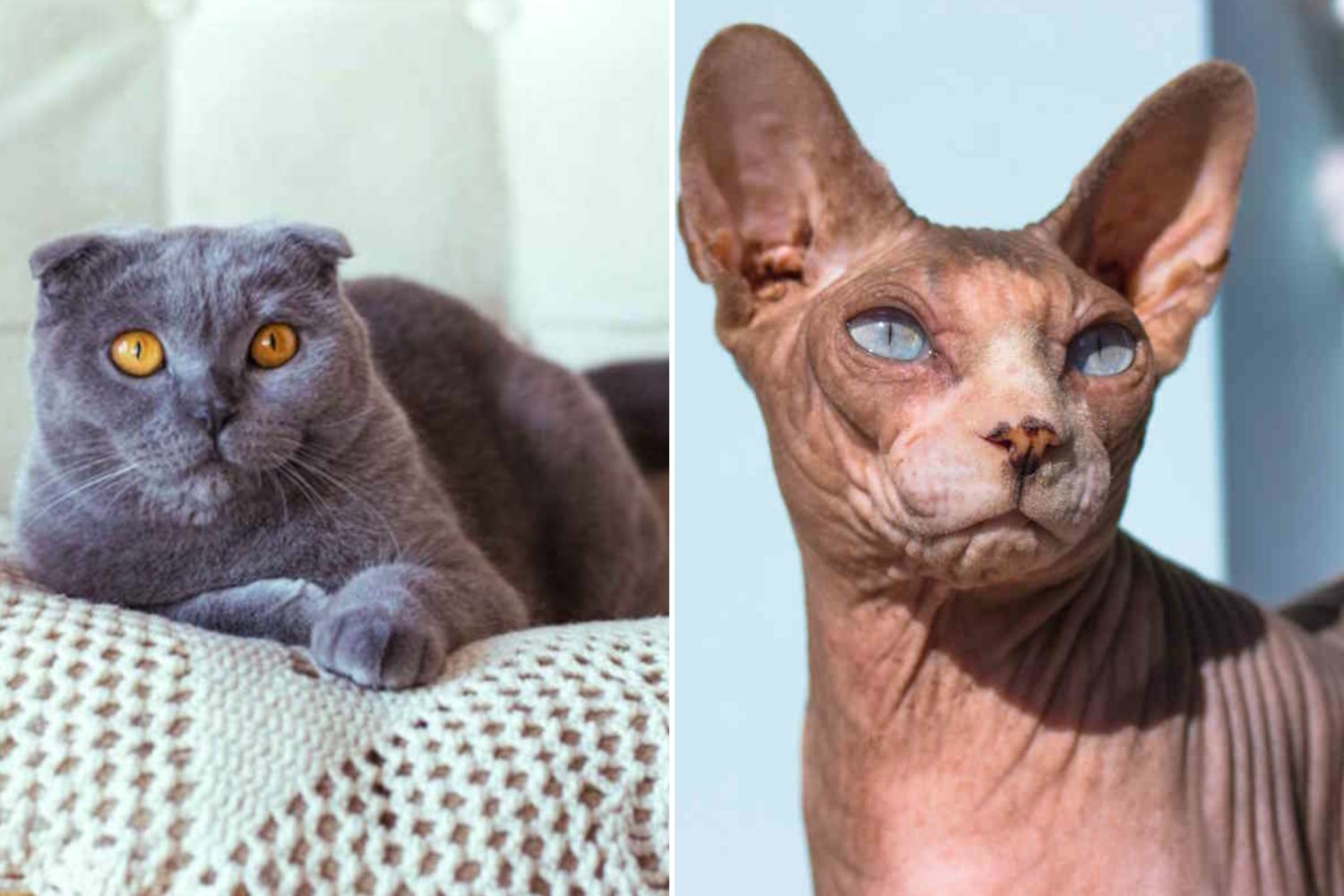 Proibição de comprar ou manter gatos Scottish Fold e Sphynx: a Holanda ataca a seleção genética cruel