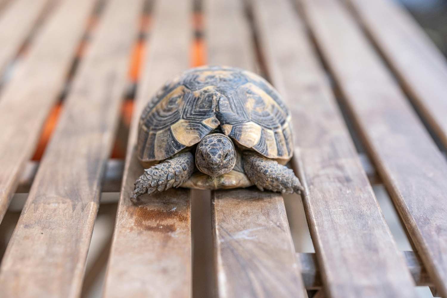 Tartaruga encontrada após um mês de “fuga”: percorreu 5 km (viajando a uma velocidade que vai te surpreender)