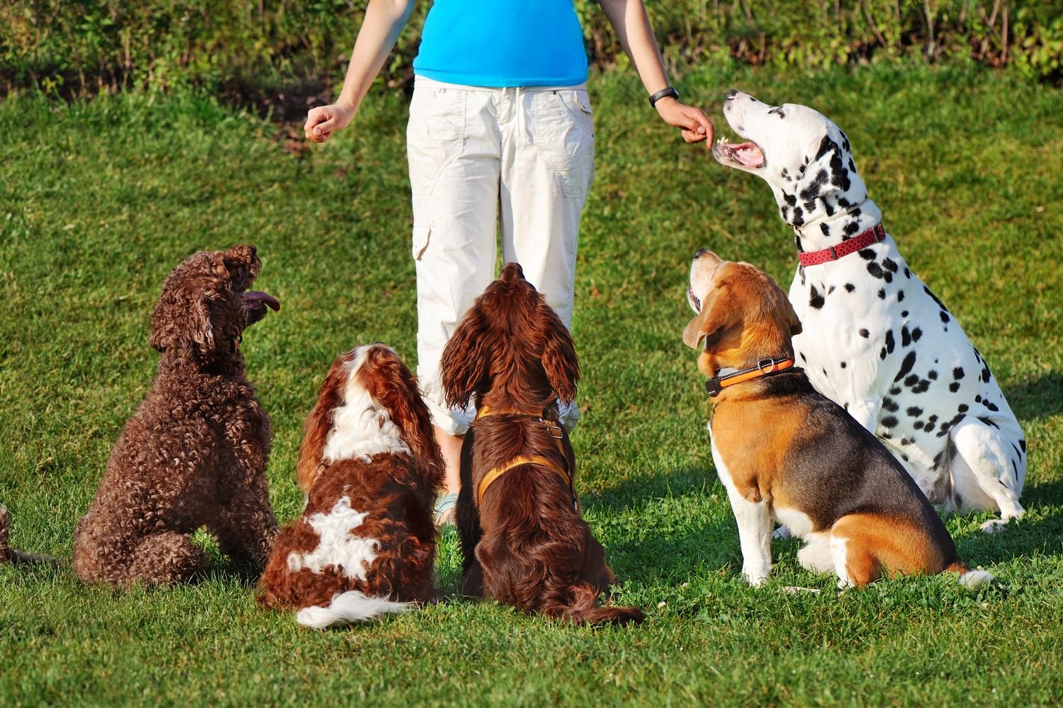 Quando treinamos um cachorro, o tamanho importa (mais do que imaginamos)