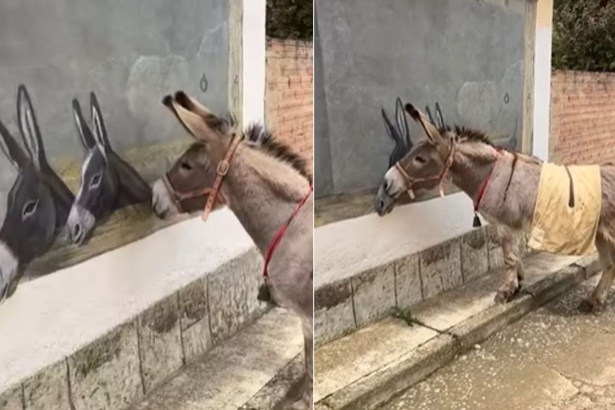 Burro se aproxima de um mural representando seus companheiros, fazendo o mundo se mover