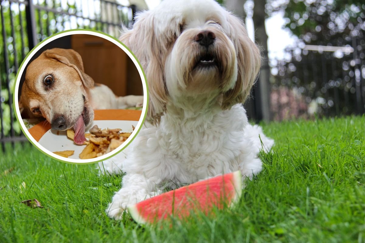 Alimentos perigosos de verão para cães: sou veterinário e vou explicar-lhe os perigos à mesa no verão que muitas vezes são subestimados