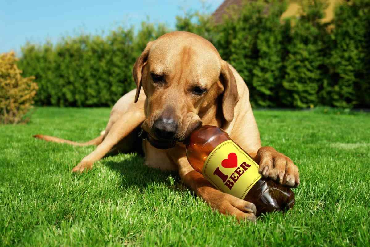 Chega a primeira cerveja para cachorro sem álcool e com sabor de peru, mas ela era realmente necessária?