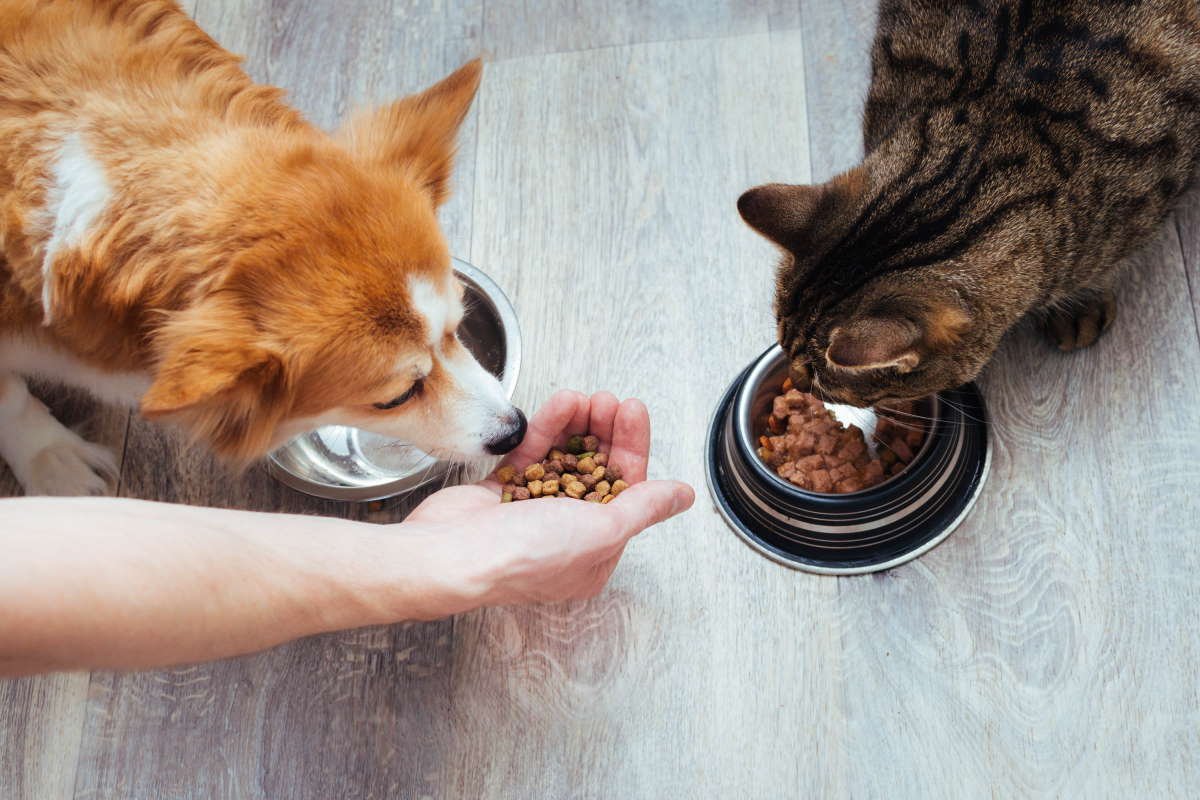 A comida para cães e gatos está contaminada com Pfas: um risco para a saúde deles (mas também para a nossa)