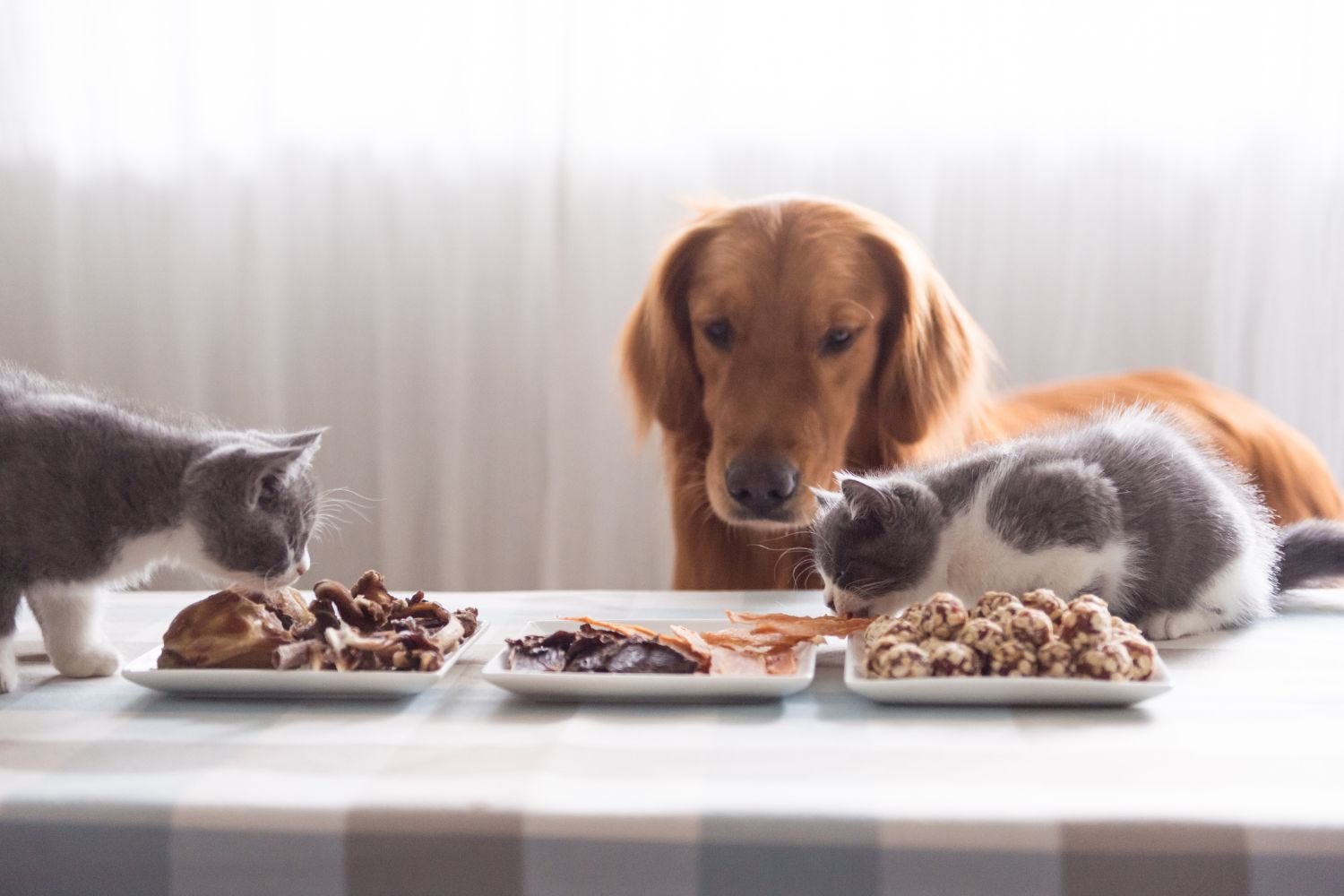 Alimentos para animais de estimação: cães podem comer comida de gato?