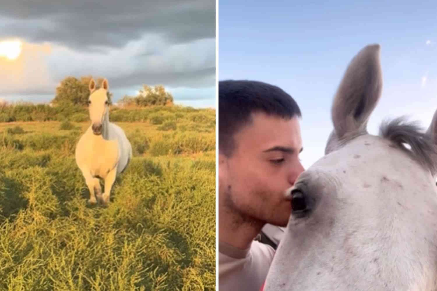 O renascimento deste cavalo destinado ao abate aquecerá seu coração