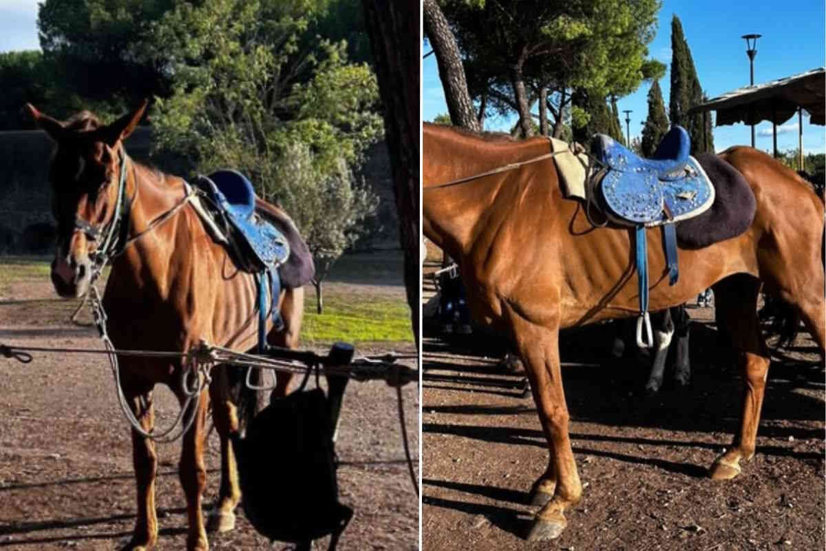 Não apenas garrafas pequenas: cavalo magro forçado a levar crianças para passear em Roma