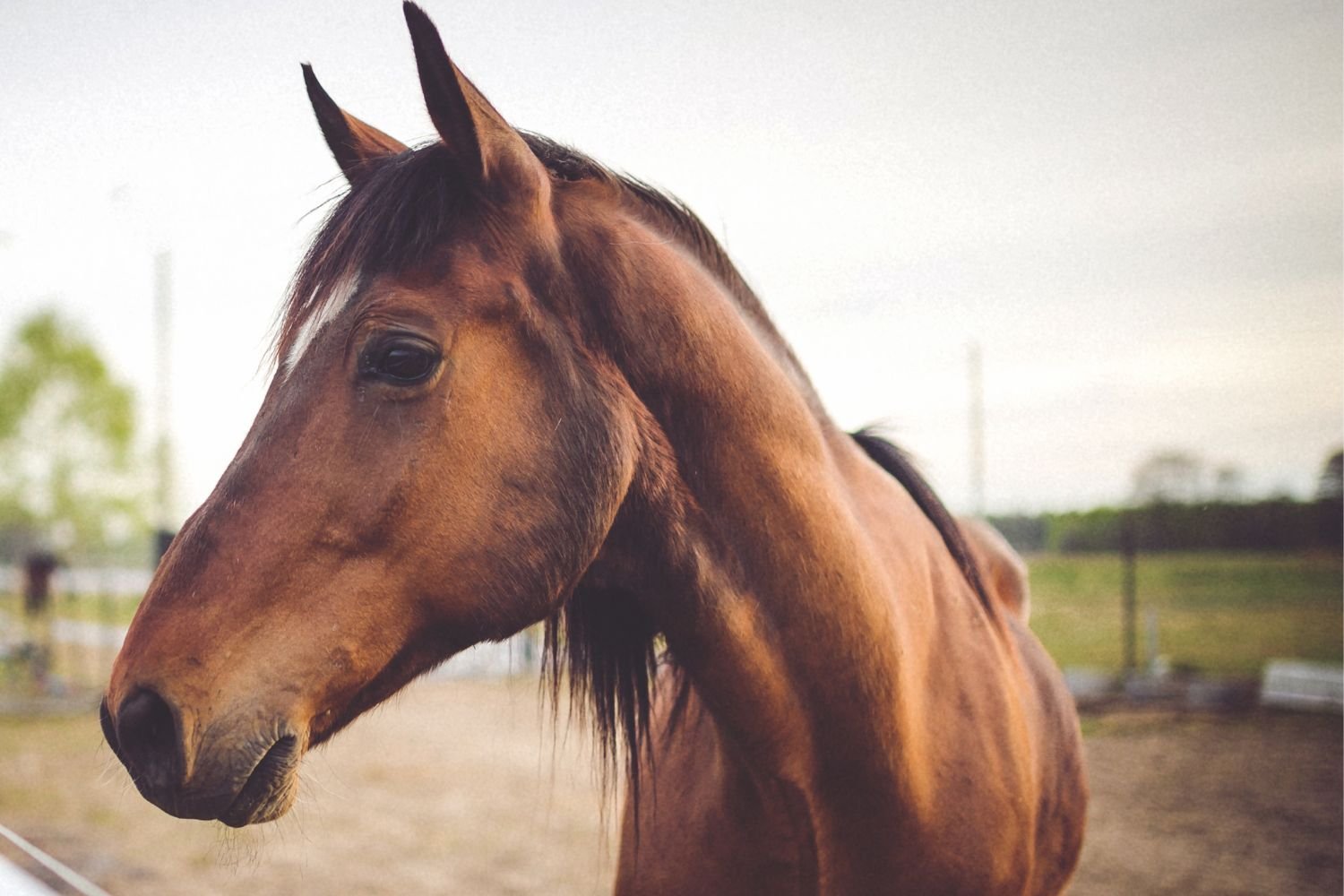 Cavalos idosos e doentes abatidos ilegalmente na Itália, a denúncia é acionada