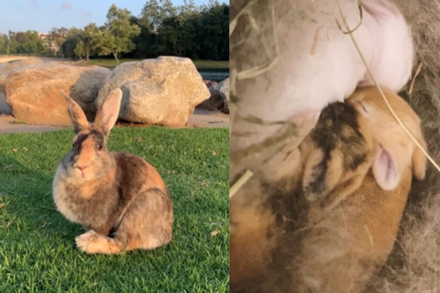 Abandonada durante a gravidez, esta coelhinha e seus bebês agora vivem em uma casa cheia de amor