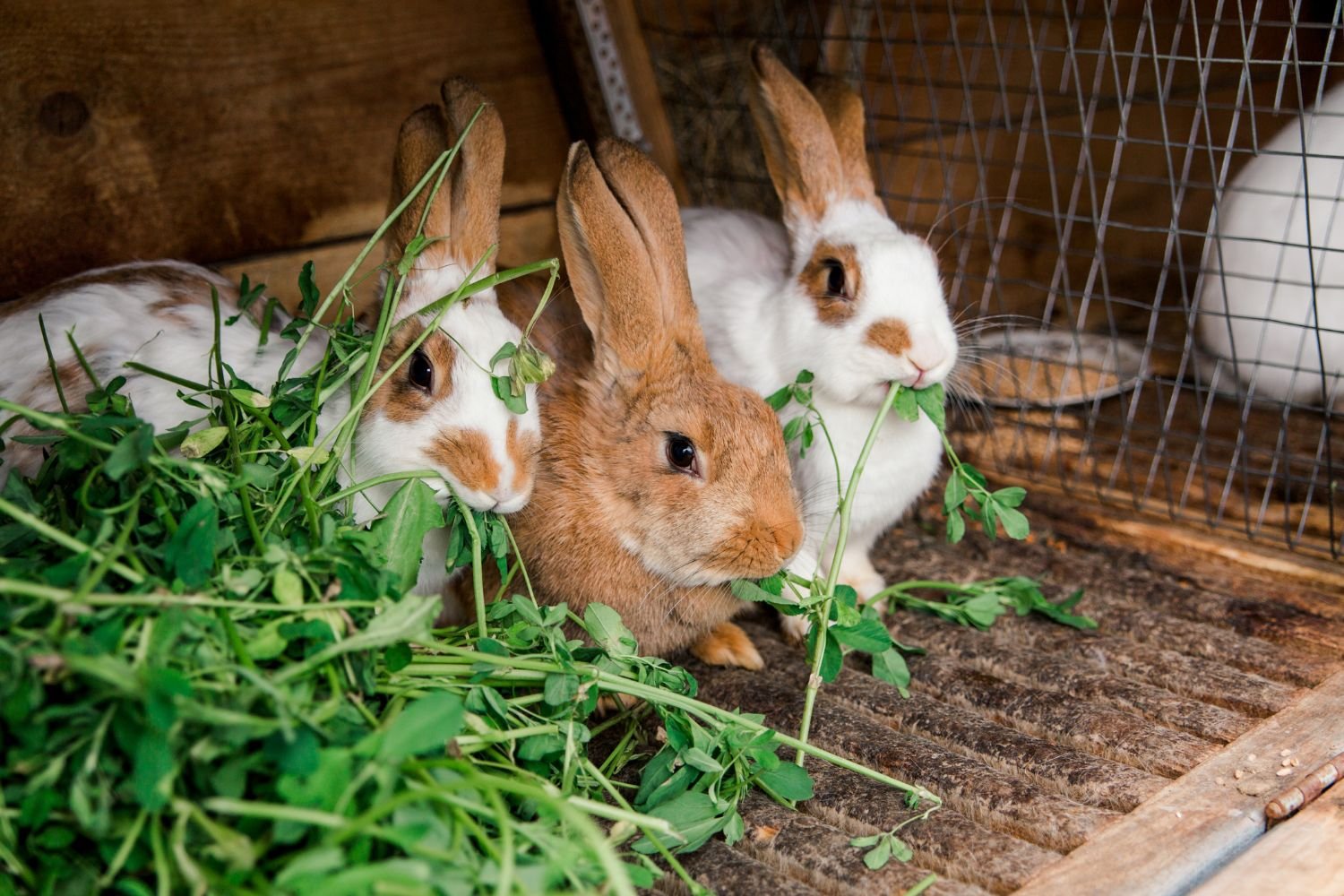 O que o coelho come? E o que você NÃO deve comer? Conselho veterinário sobre a dieta correta