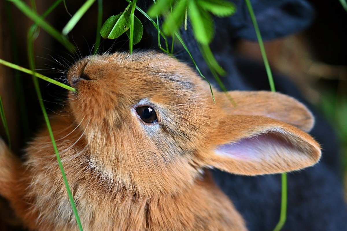 Por que é importante colocar pesticida em coelhos? Para evitar essas doenças irritantes