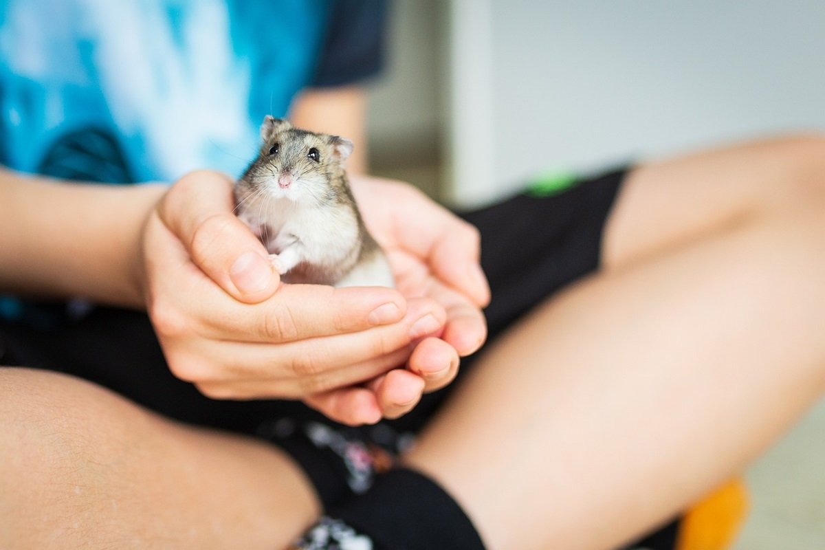É fácil dizer hamsters: aqui estão as espécies domésticas mais comuns