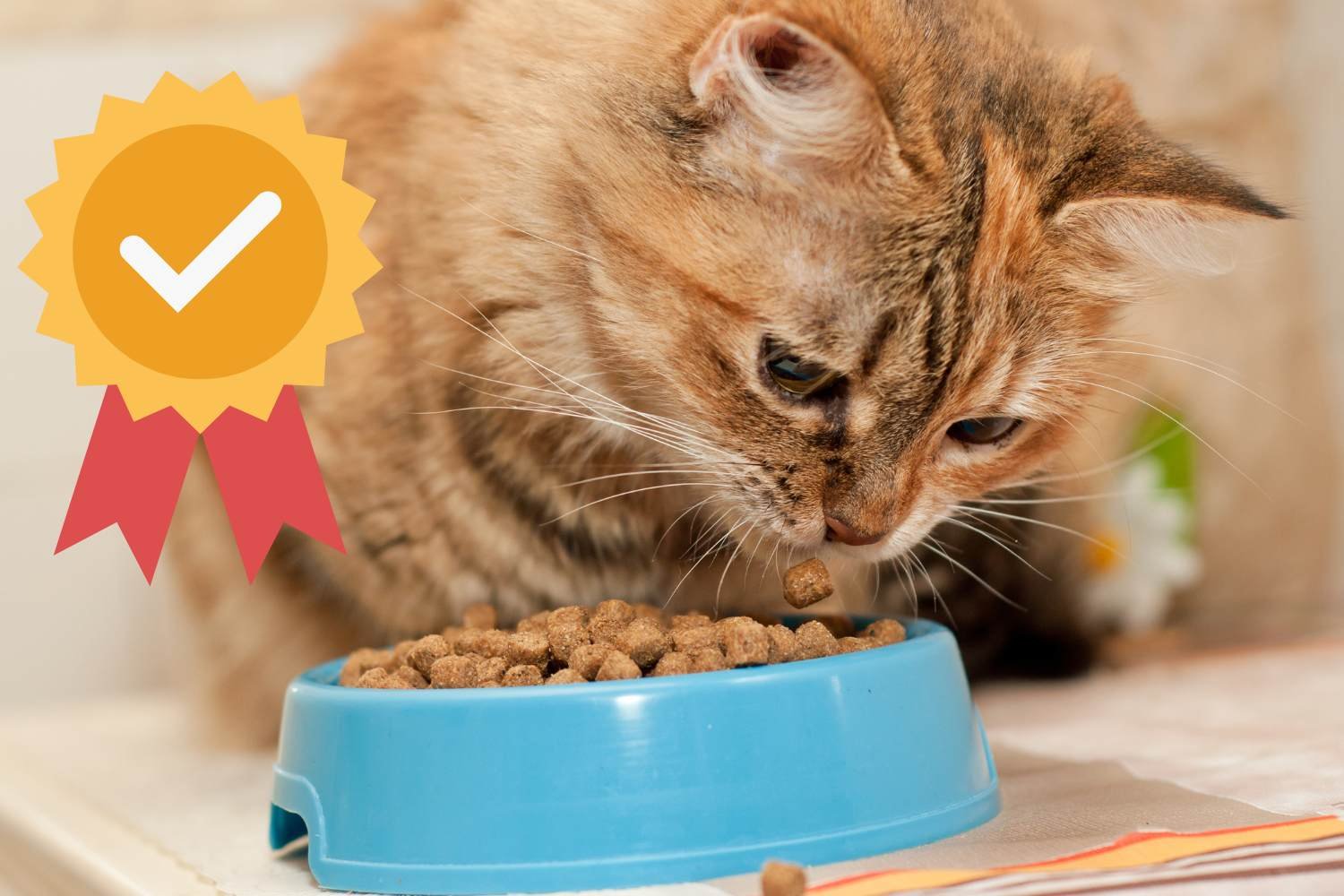 Ração para gatos: estas são as 2 melhores marcas de ração que você pode comprar, de acordo com um novo teste