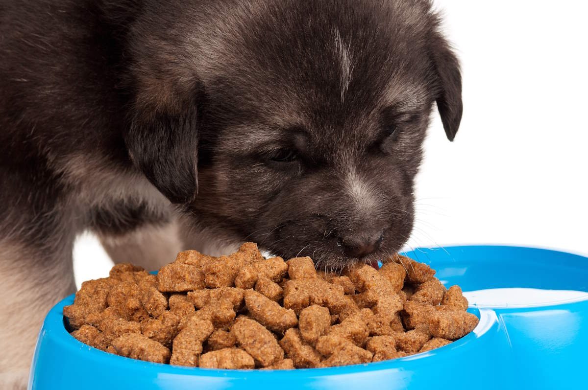Comprar ração para cachorrinhos em uma loja de descontos é realmente uma boa ideia? Croquetes Lidl e Eurospin rejeitados