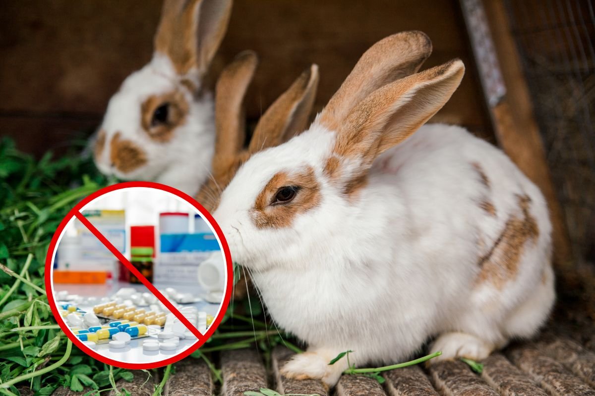 Drogas tóxicas para coelhos: nunca dê essas drogas ao seu roedor