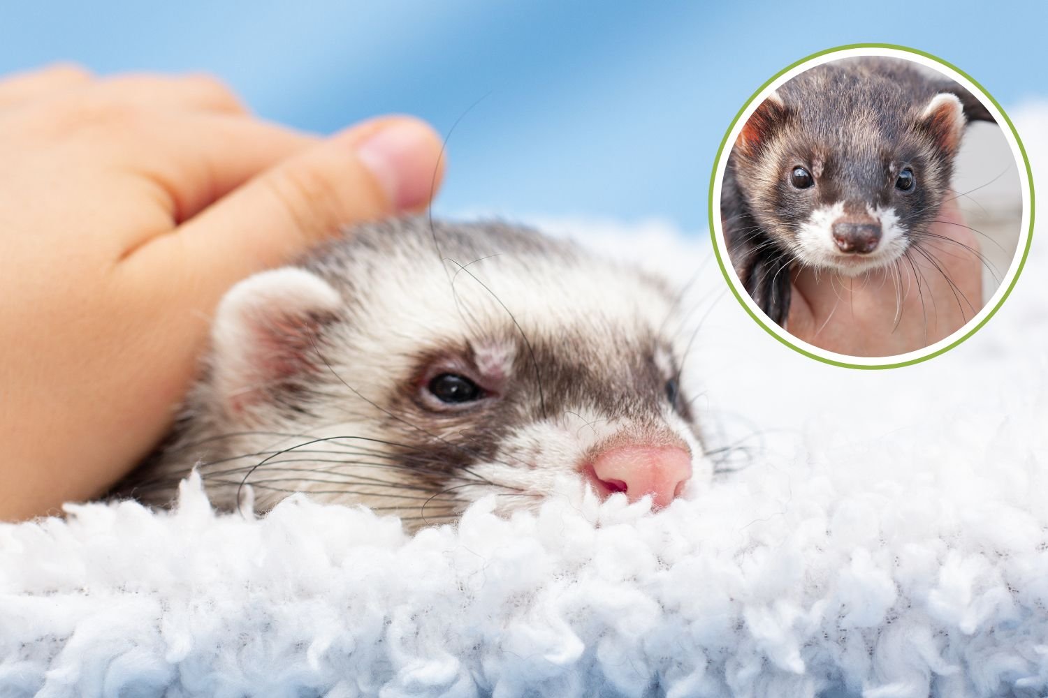 Você tem um furão? Sou veterinário e vou te explicar as doenças das quais você precisa protegê-lo