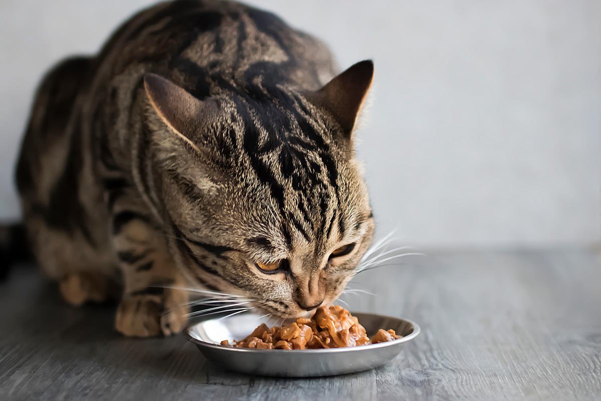 Se você tem gato, essas são as duas melhores marcas de ração úmida do supermercado