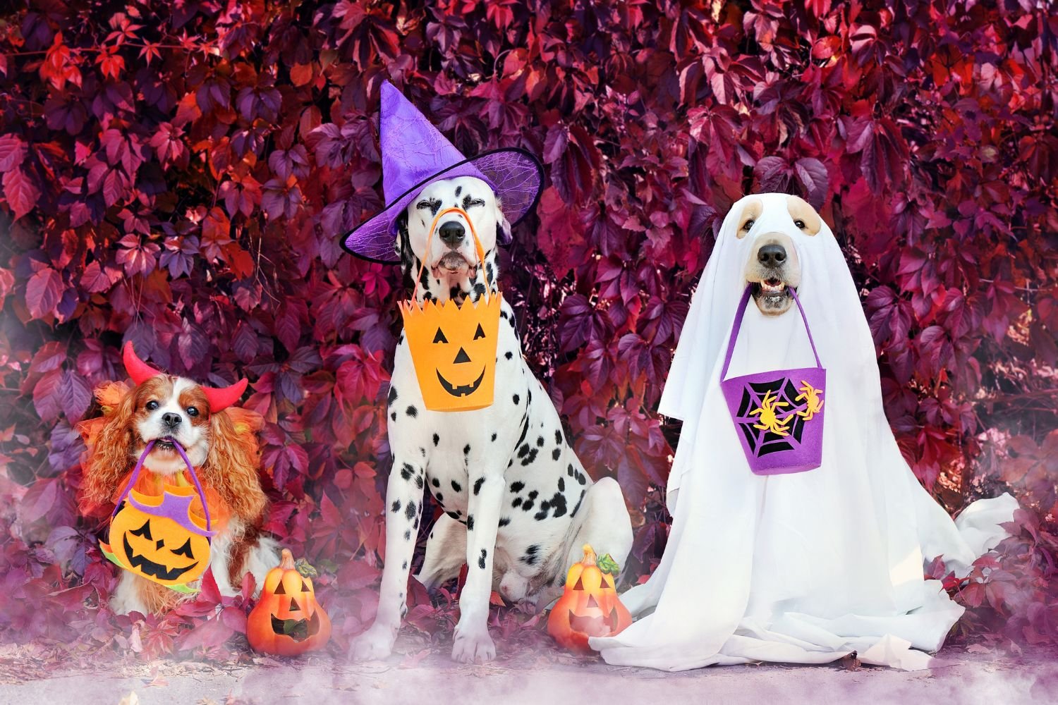 Doces ou travessuras com cães no Halloween? Sim, mas apenas com estes alimentos recomendados pelo veterinário