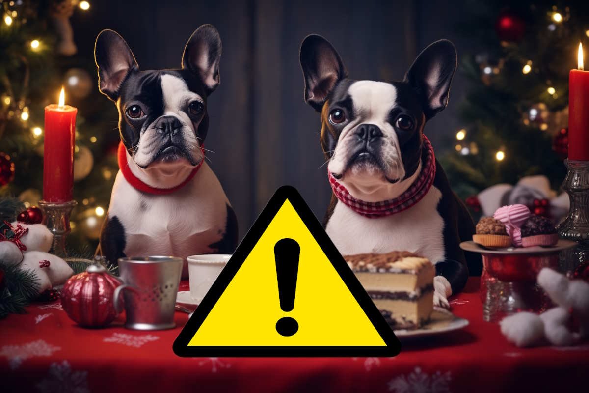 Não apenas chocolate, alimentos perigosos para cães e gatos durante as férias