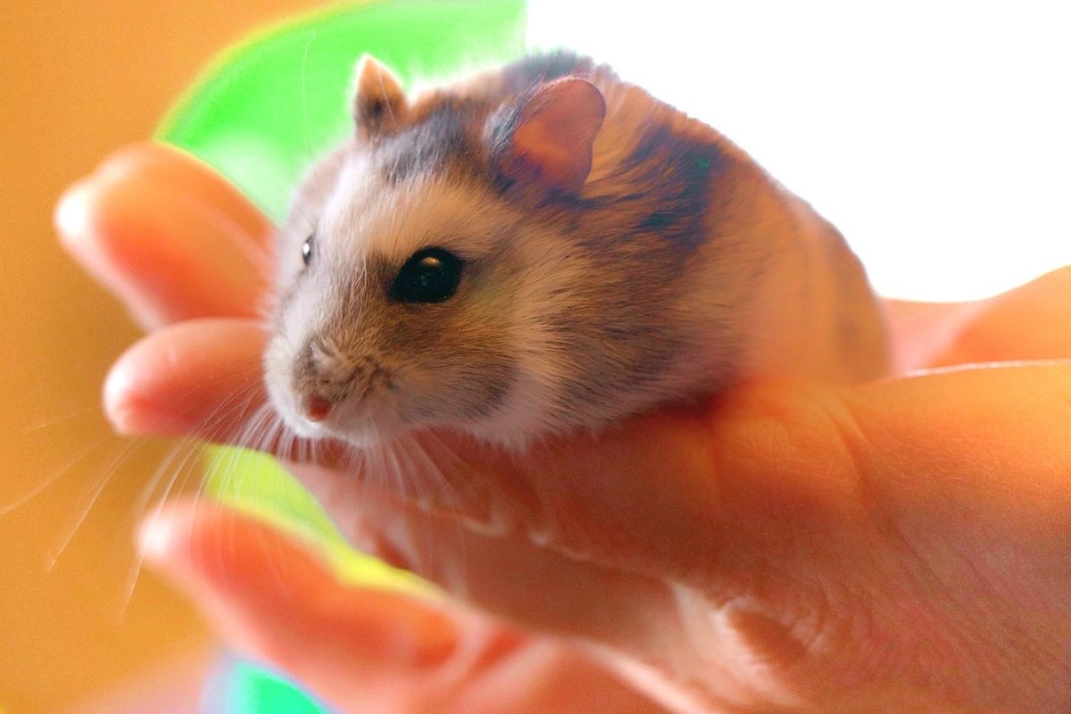 Como segurar um hamster sem machucá-lo ou nos machucar