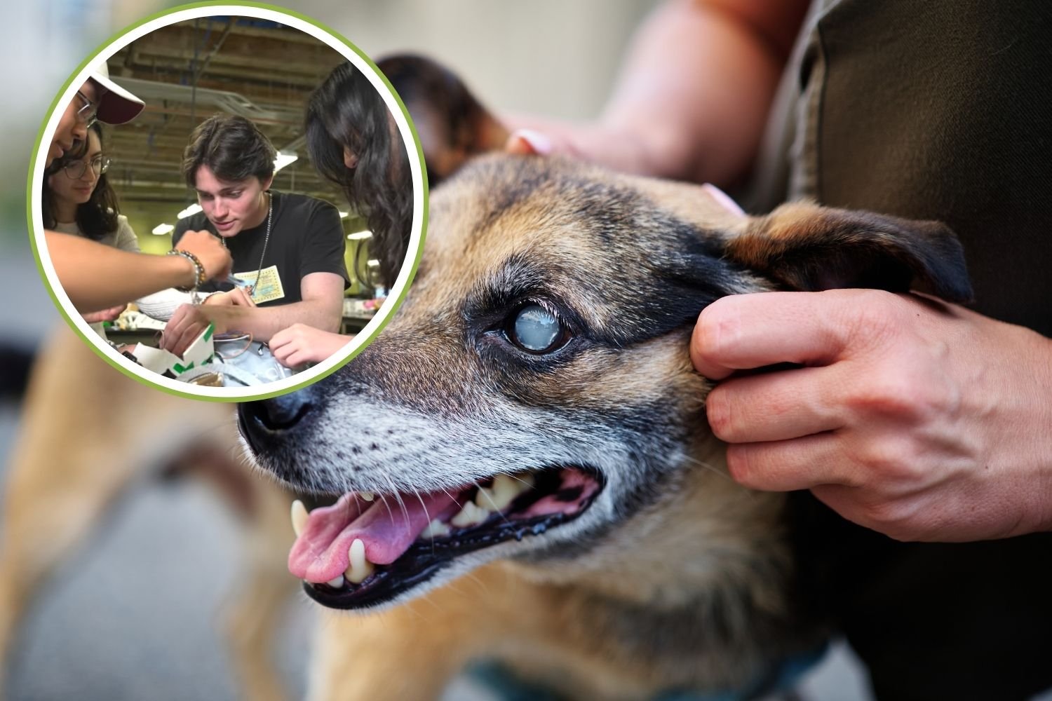 Alunos criam colete revolucionário para cães cegos que vibra ao encontrar um obstáculo
