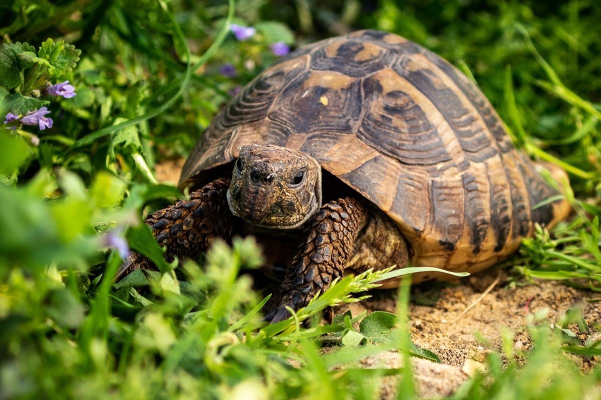 O que fazer se encontrar uma tartaruga no jardim?