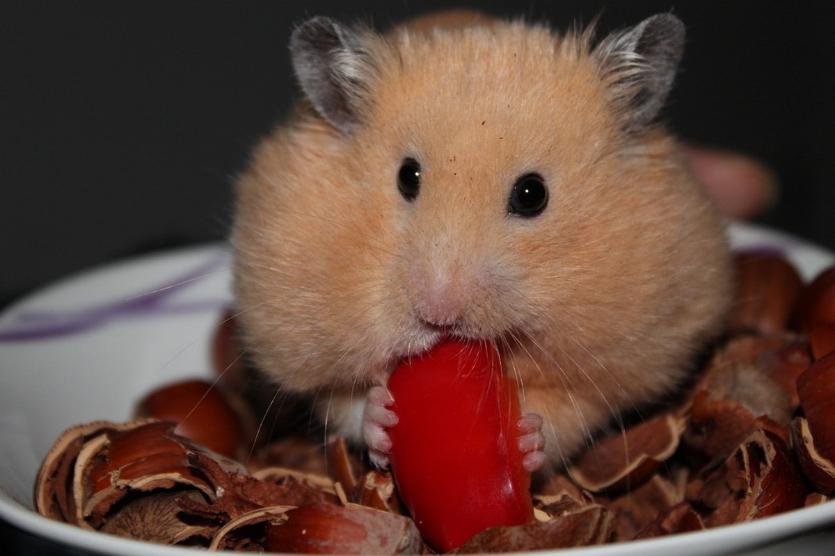 Se você notar esses sintomas em seu hamster, leve-o imediatamente ao veterinário