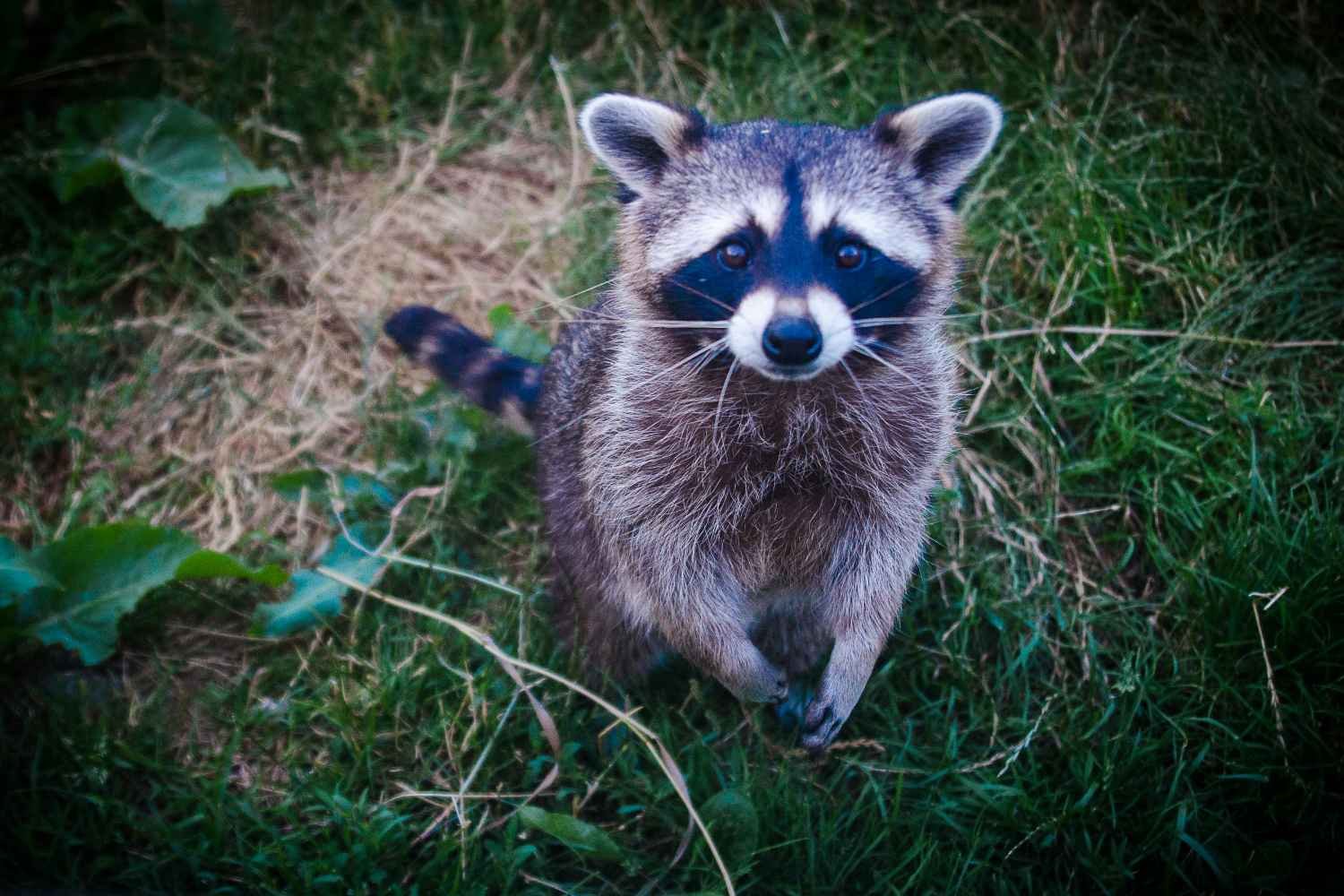 Os guaxinins poderiam ser os próximos animais de estimação? Sim (e a culpa é nossa)