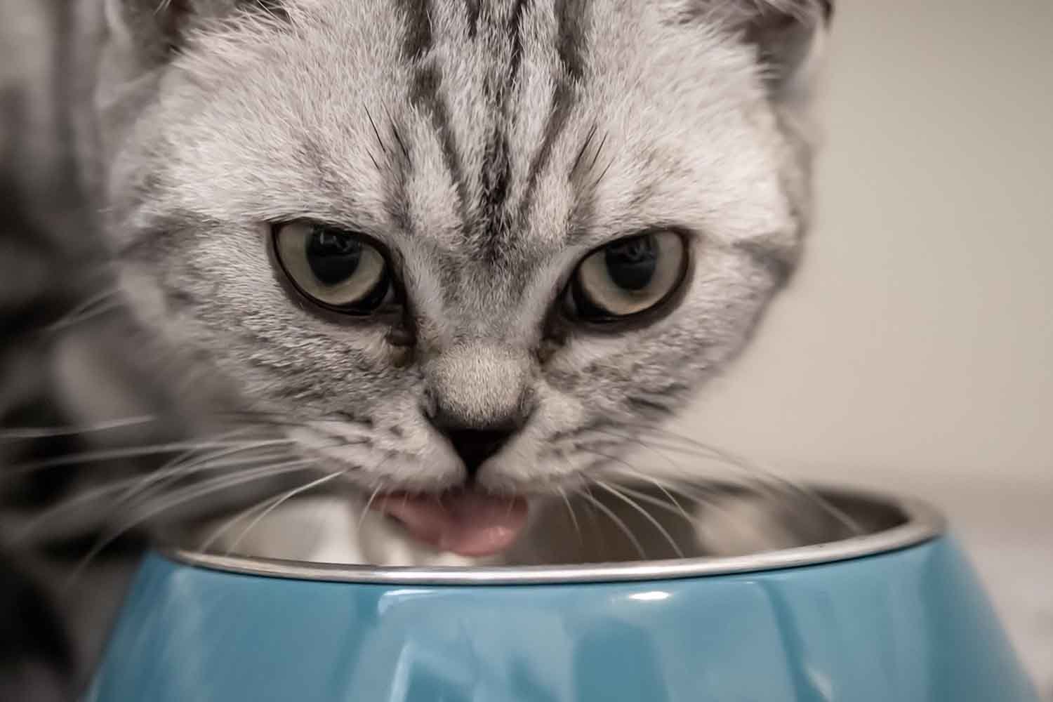 Por que os gatos deixam comida na tigela (spoiler: não, eles não são exigentes com a comida)