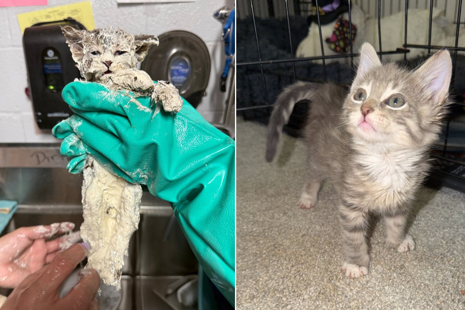 Gatinho preso na cola com olhos e boca selados salvo de última hora: assista ao renascimento de Elmer (que já foi adotado)