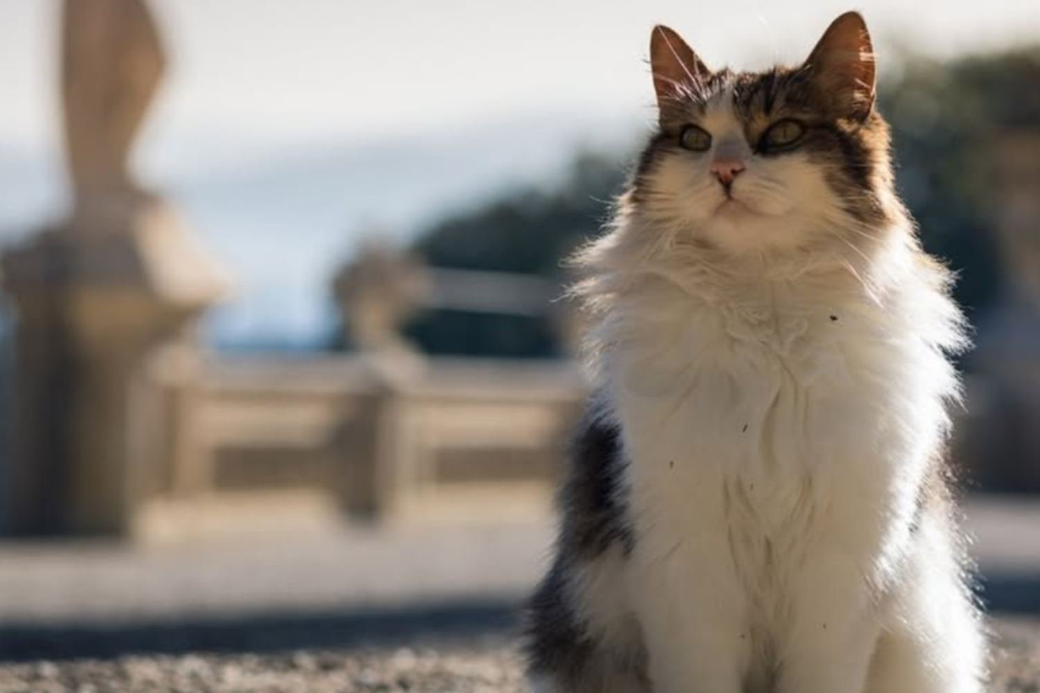 Florence se despede de Lula, o icônico gato da Villa Bardini: há mais de 10 anos ela recebe visitantes entre rosas e glicínias