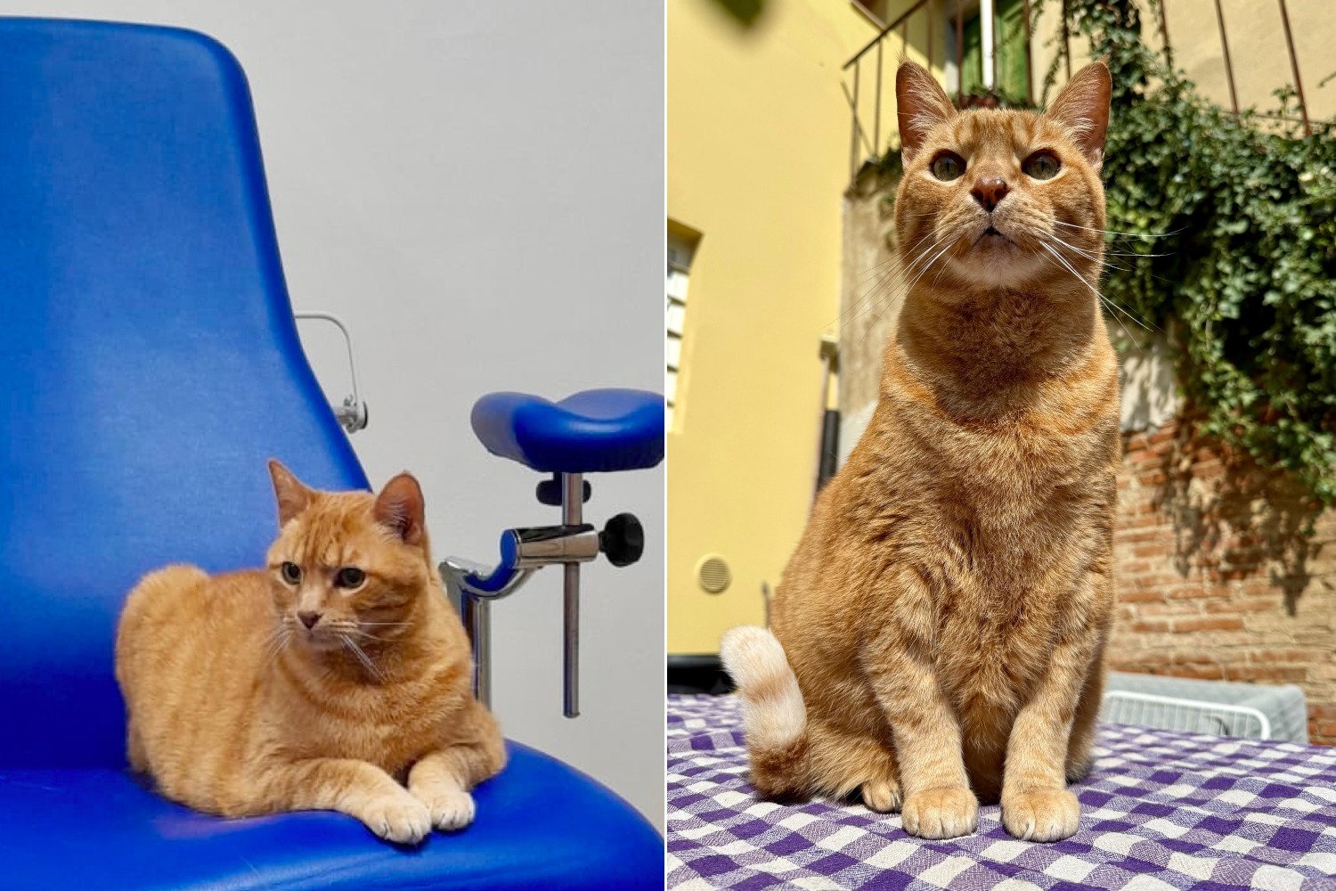 Pitagora, o primeiro gato de petoterapia, chega ao departamento de psiquiatria de Meyer, em Florença: vai apoiar crianças e adolescentes
