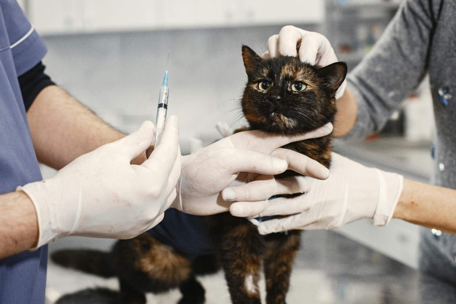 Aprovada primeira vacina de RNA para gatos: protege contra cinco doenças infecciosas (incluindo leucemia felina)