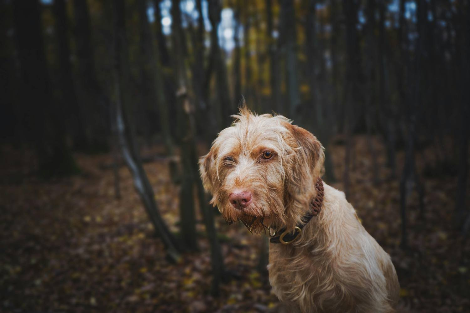 Ela se machuca na mata, mas não tem celular: o cachorro a salva voltando para casa sozinha (e alertando o pronto-socorro)