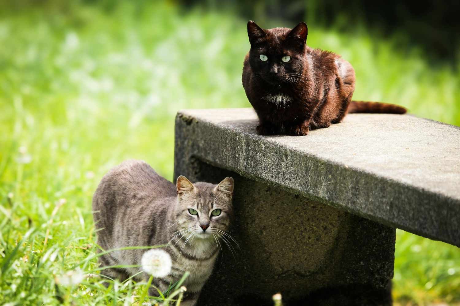 Terror em casa do Airbnb: proprietária descobre que inquilina matou e queimou seus gatos no jardim