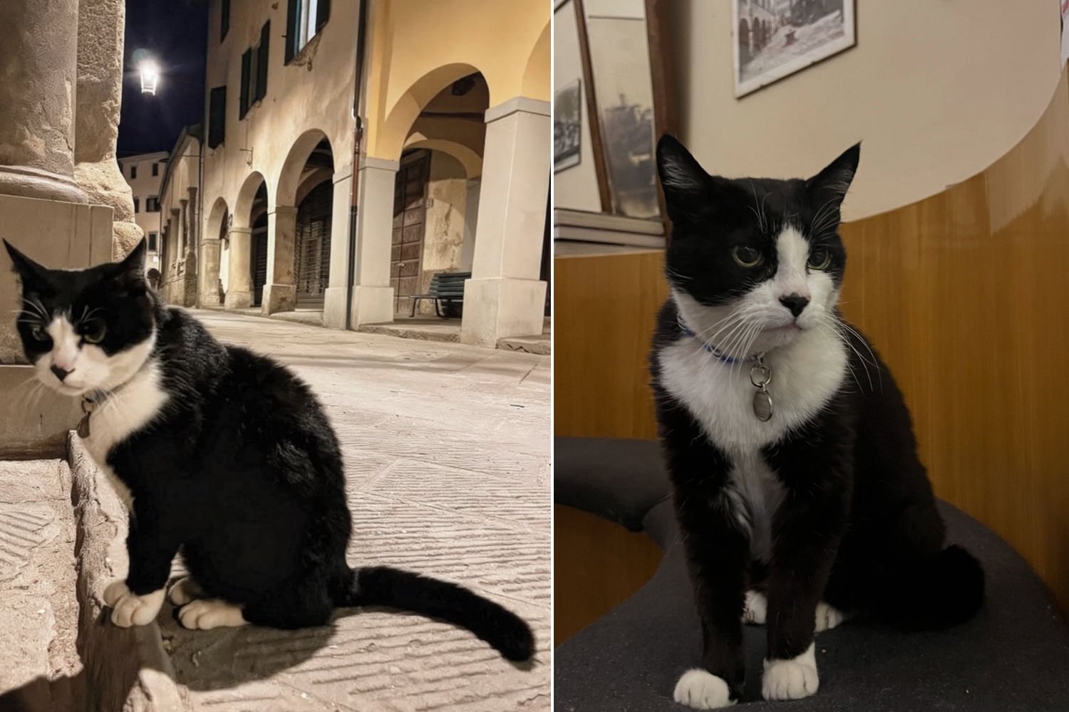 Saverio, o gato adotado na vila medieval de Poppi é uma estrela das redes sociais: turistas vêm de todo o mundo para acariciá-lo
