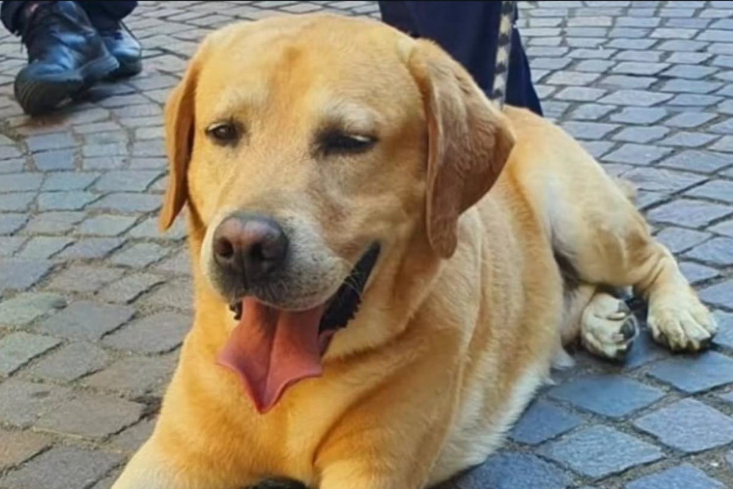 Adeus a Trevi, o cão traficante da Polícia Local de Treviglio: ele foi protagonista de mais de 100 batidas (e era querido pelas crianças)