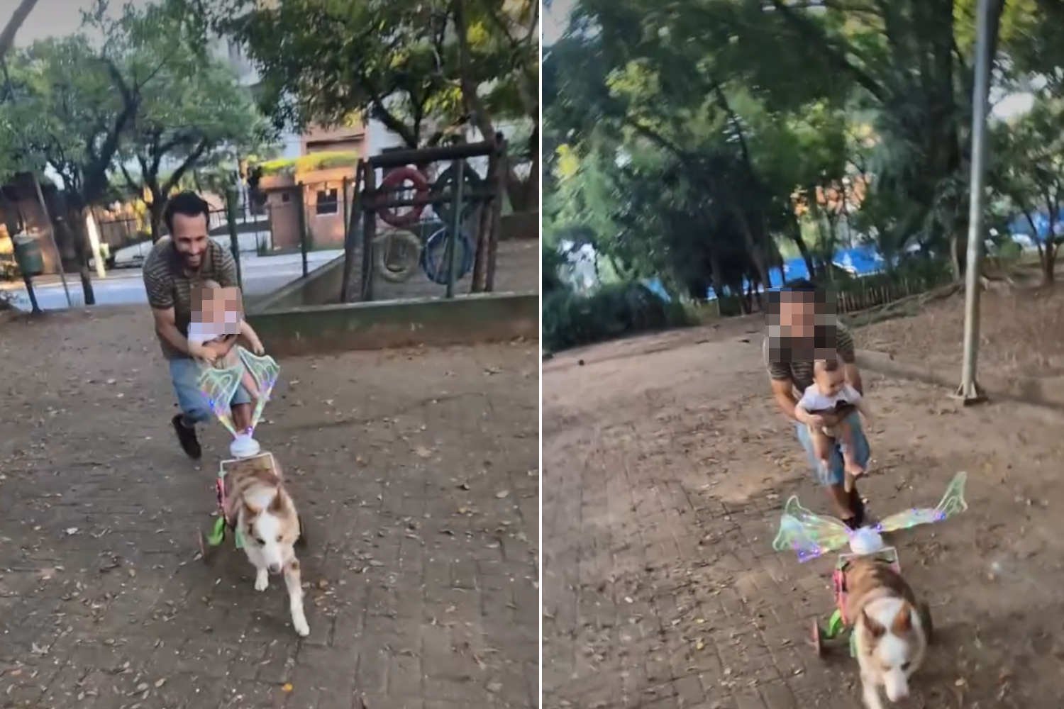 Valente, o cachorro paraplégico com cadeira de rodas e asas de fada está movimentando o mundo